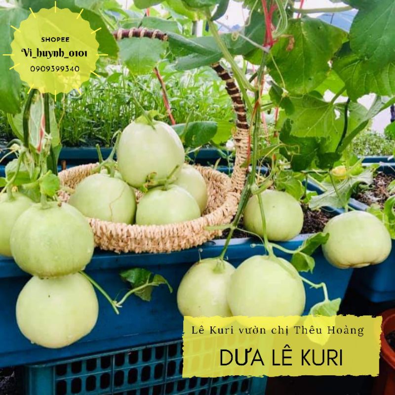 [HCM]Hạt Giống Dưa Lê Kuri Chuẩn Mỹ Thơm Ngọt Chuẩn Vị