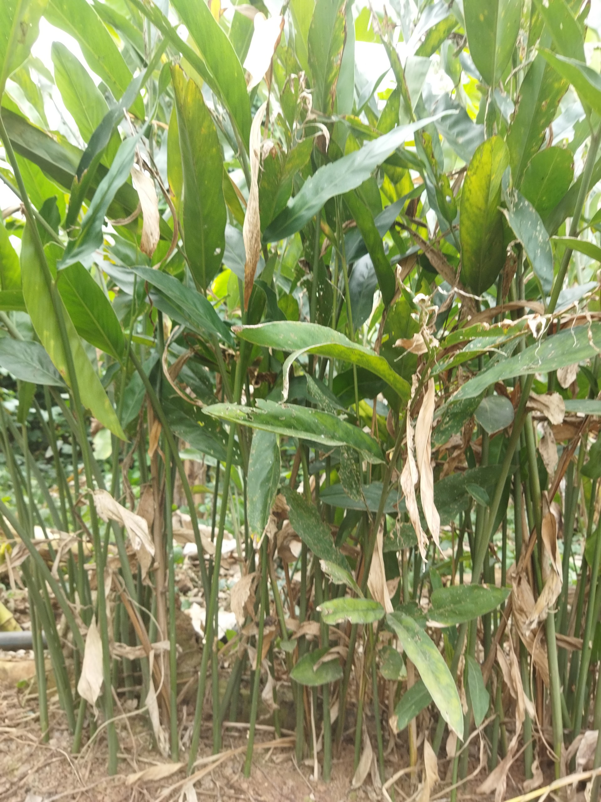 riềng