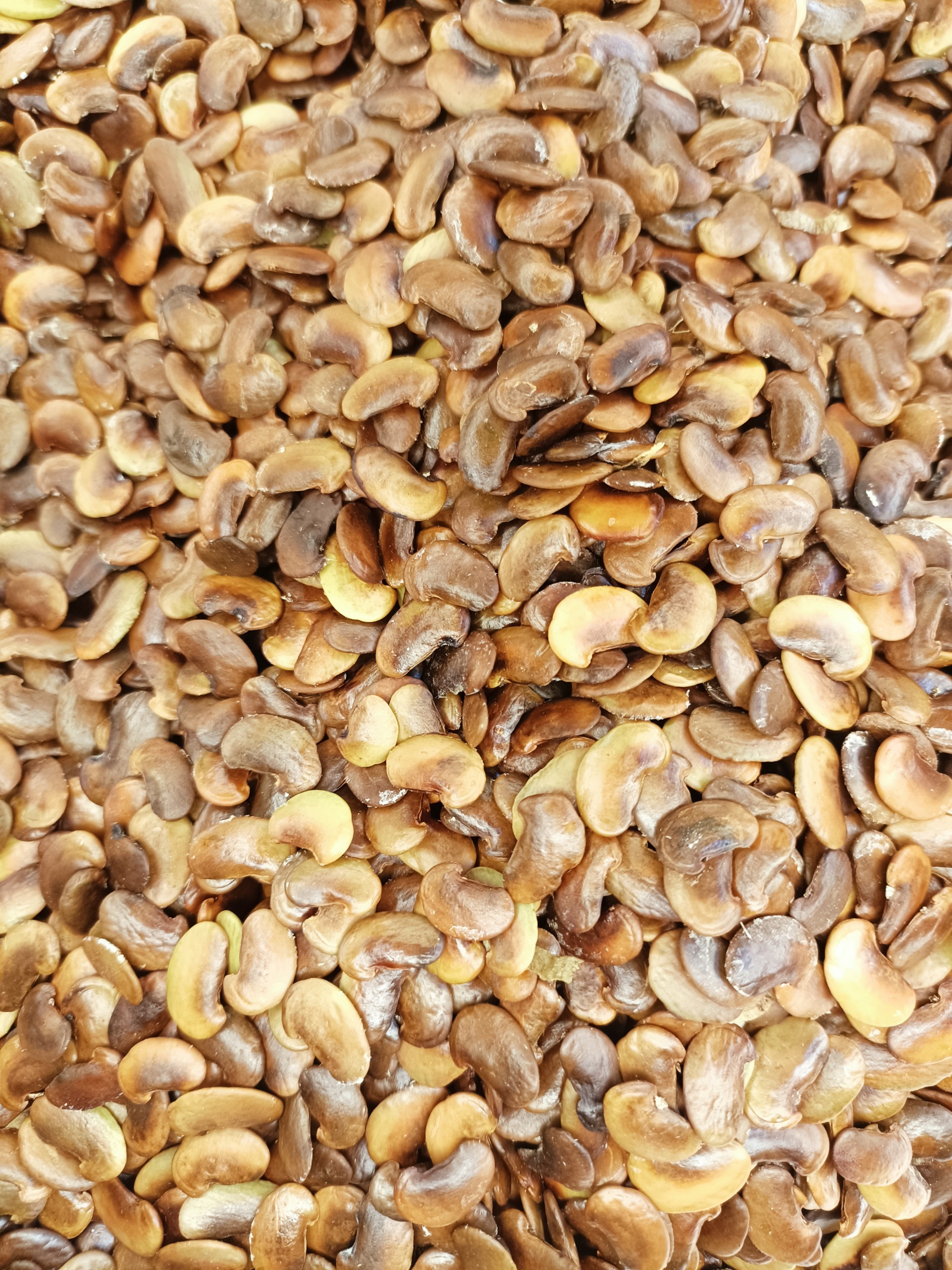 200 gram hạt giống sưa đỏ, huỳnh đàn