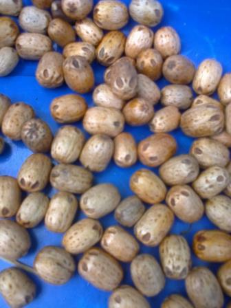 1kg hạt xoan đào giống