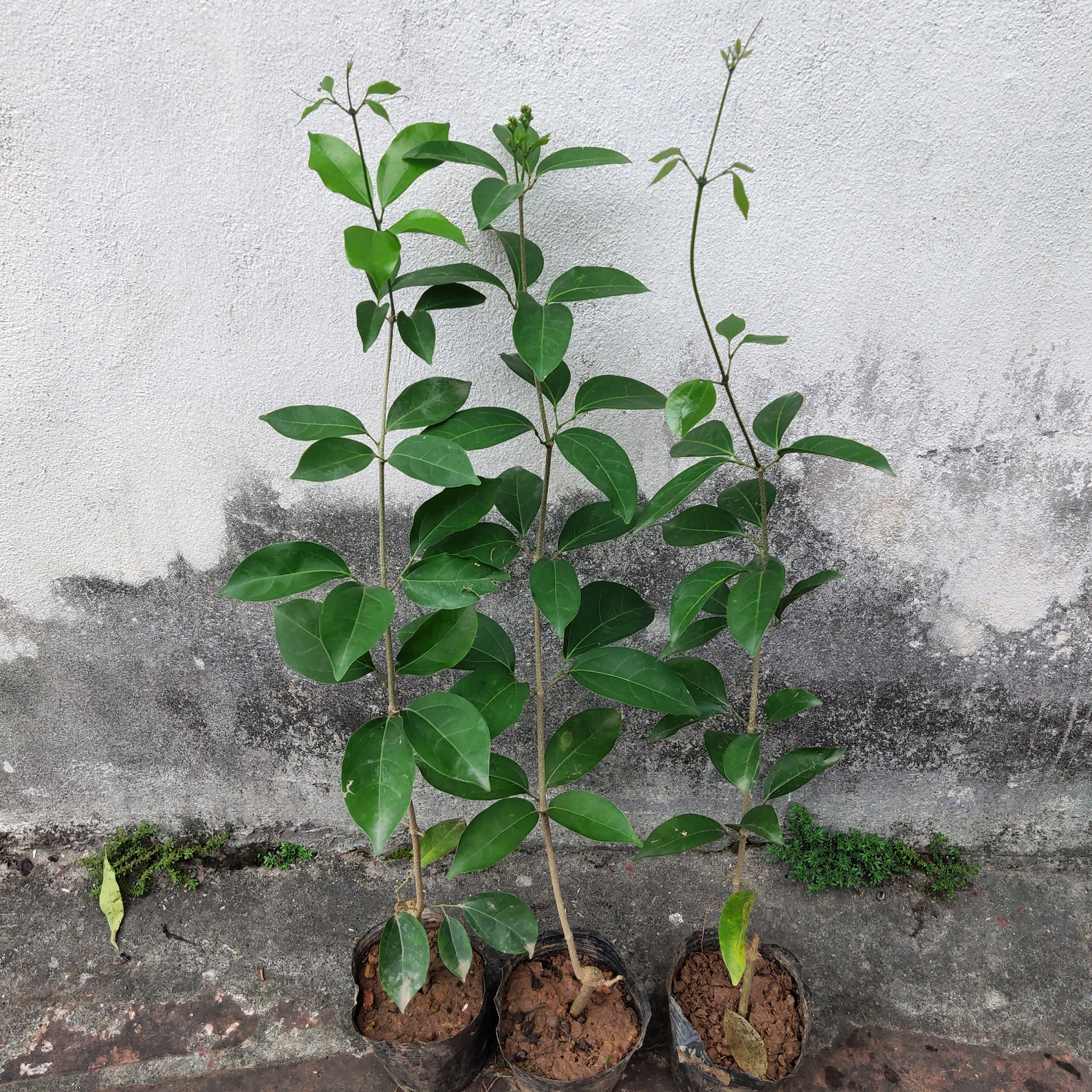 Cây giống hoa Lan tỏi