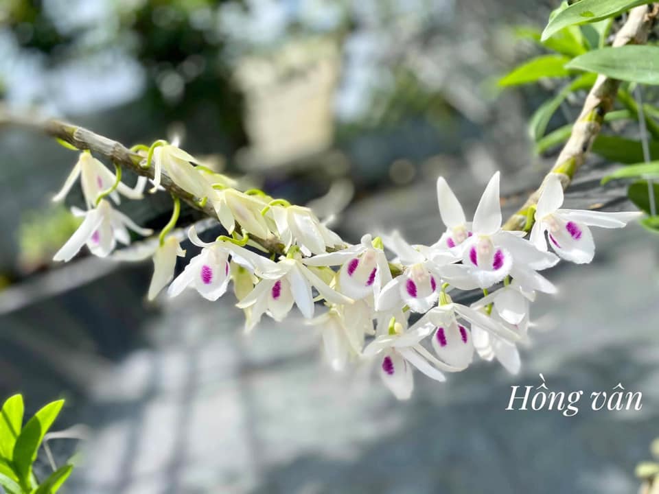 [Giá hủy diệt] 5ct phú thọ gieo hạt