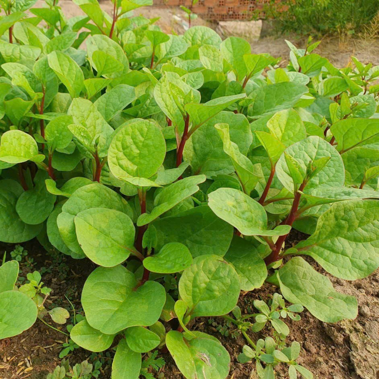Hạt giống rau mồng tơi tím thái lan -gói 1 gram(tặng kèm phân bón)