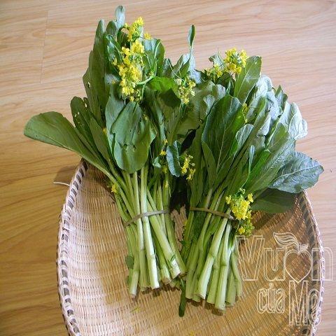 HẠT GIỐNG CẢI NGỌT ĂN BÔNG 108