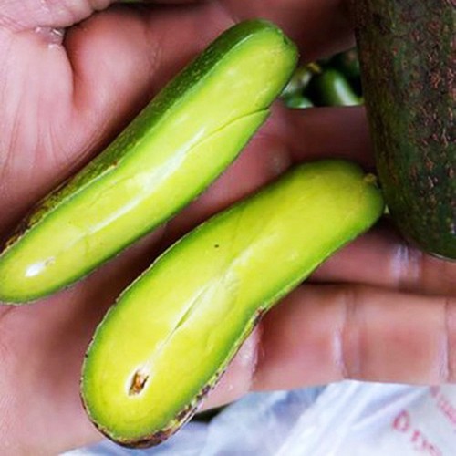 cây giống bơ siêu quả bơ không hạt
