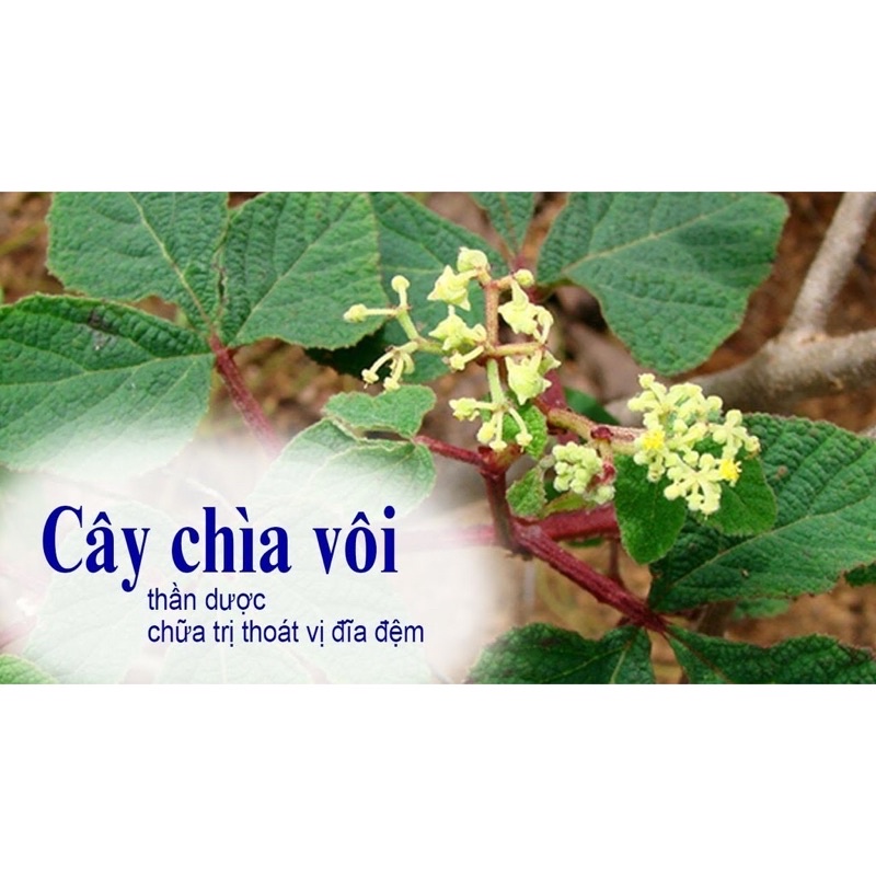 1Kg Cây Chìa Vôi khô chuẩn xịn tốt cho người hay đau xương khớp và thoát vị đĩa đệm