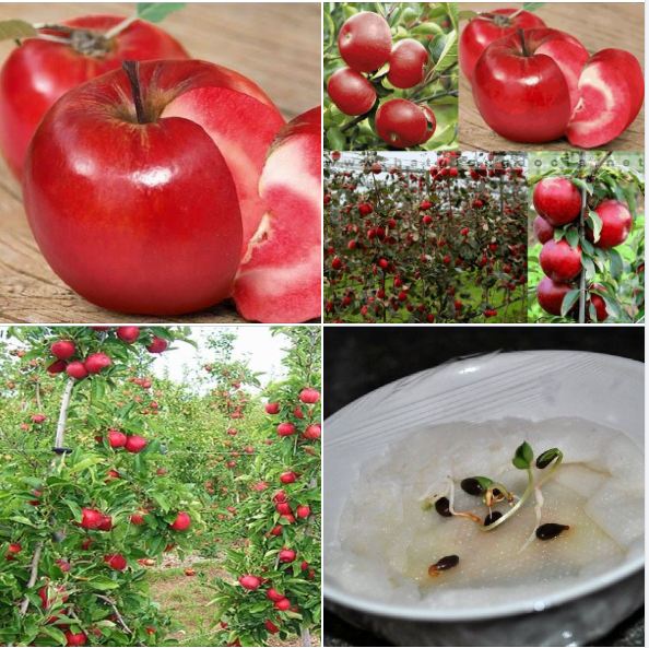 Hạt giống cây ăn trái táo đỏ mỹ - 1 gói 10 hat/Tặng gói kích thích hạt nảy mầm