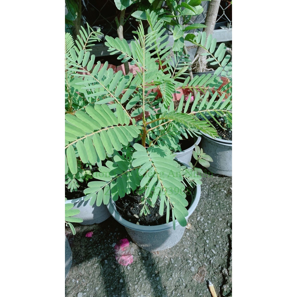 Cây So Đũa