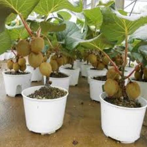 CÂY GIỐNG KIWI VÀNG CHỊU NHIỆT