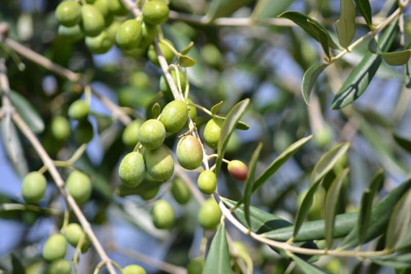 Cây giống oliu đen ăn quả nhập khẩu (cây giống olive đen ăn quả)