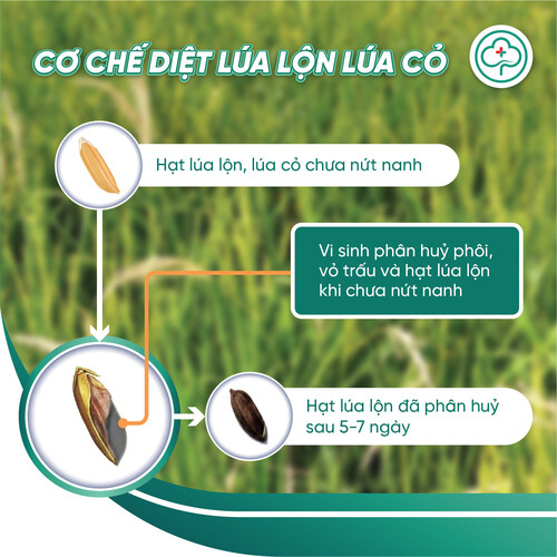 Chế phẩm BS11 - Quản lý lúa lộn: Xử lý lúa ma, lúa lộn, lúa cơi, lúa hai tầng