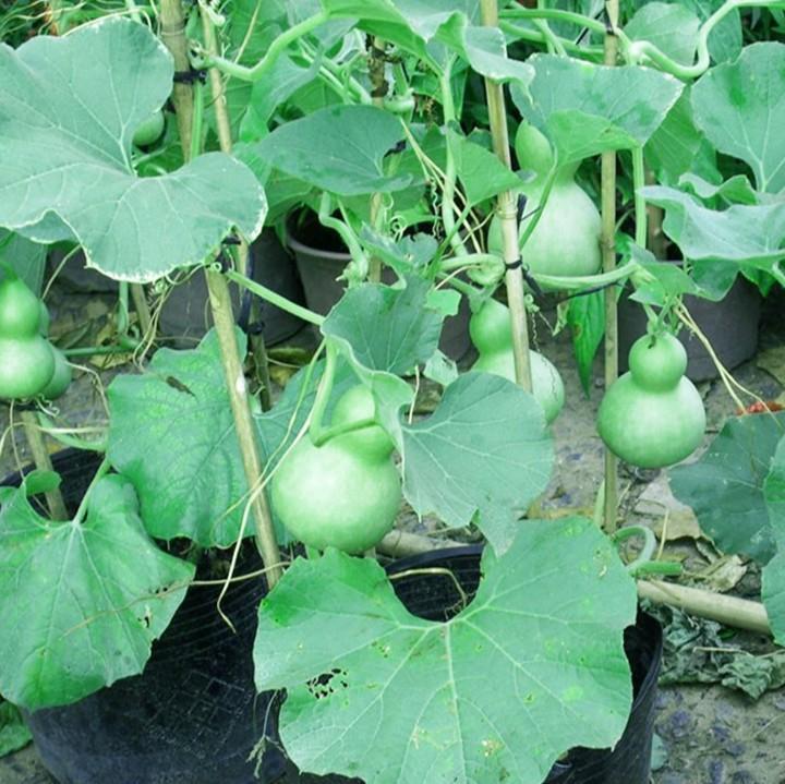 Hạt giống Bầu Hồ Lô Cao Sản 10 hạt