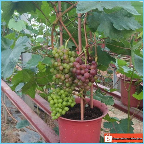 Cây Nho Lùn Pháp ( Cây ghép nhanh ra quả nhất )