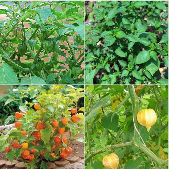 Hạt Giống Cây Tầm Bóp - 1 gói 0.2gram