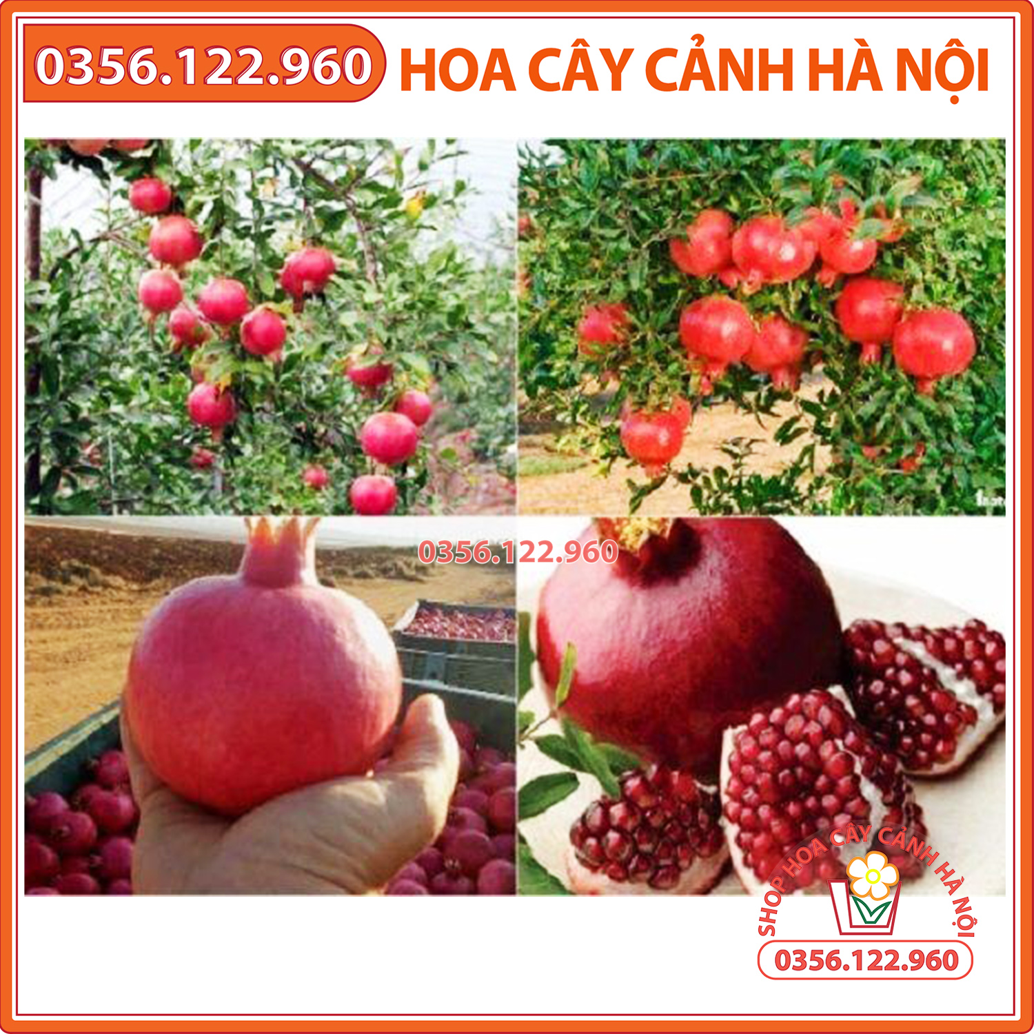 Cây giống lựu lùn