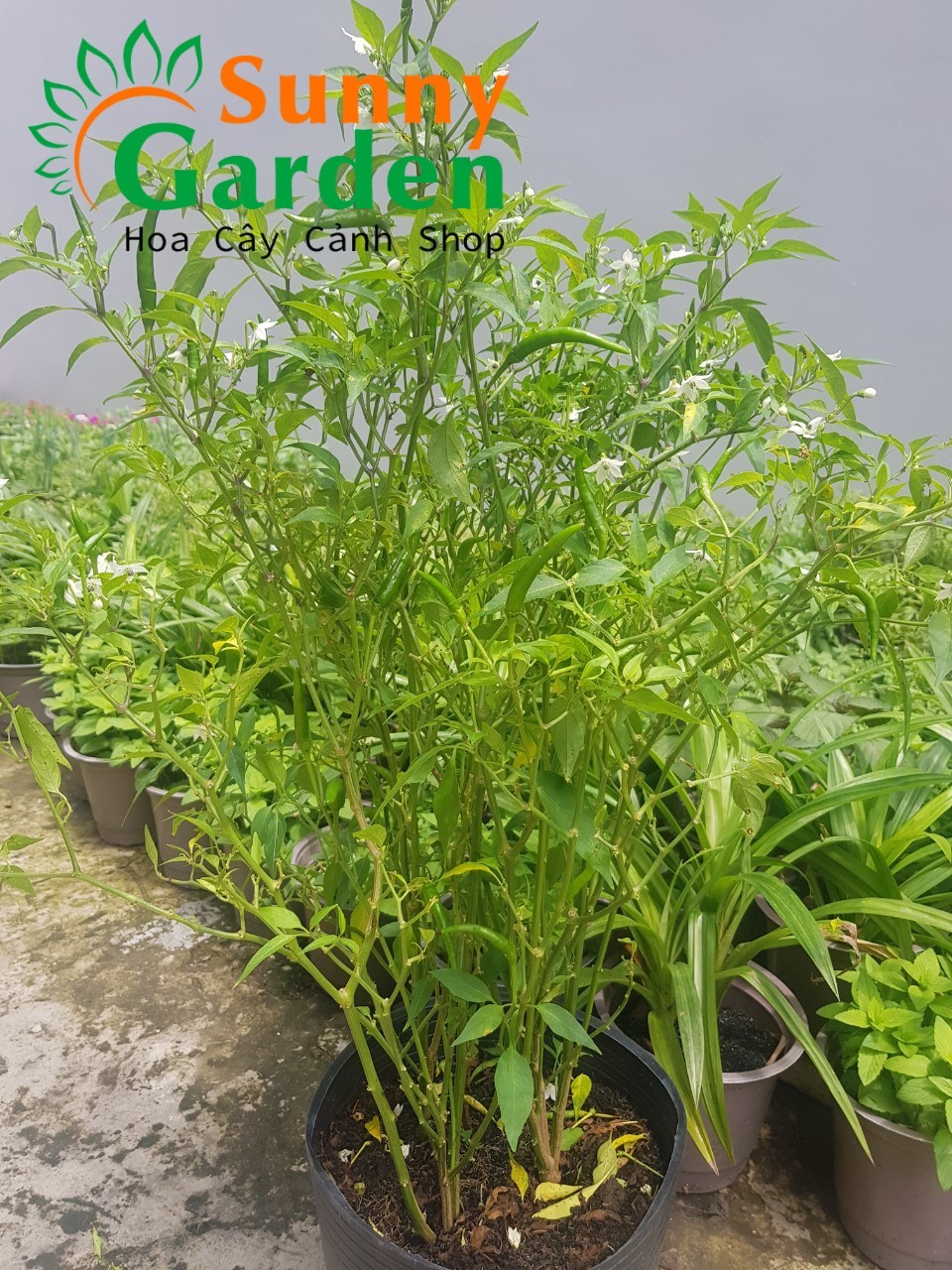 Ớt Hiểm Đang Trái - Cây Gia Vị