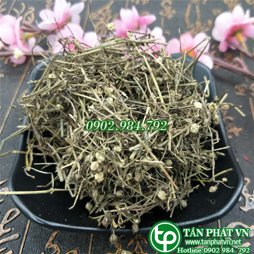 [Hàng mới về] Cây bạch hoa xà thiệt thảo 1kg - Thảo Dược Tấn Phát