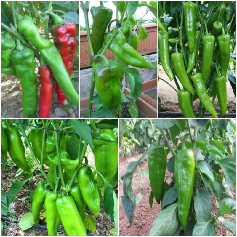 Hạt giống ớt sừng trâu