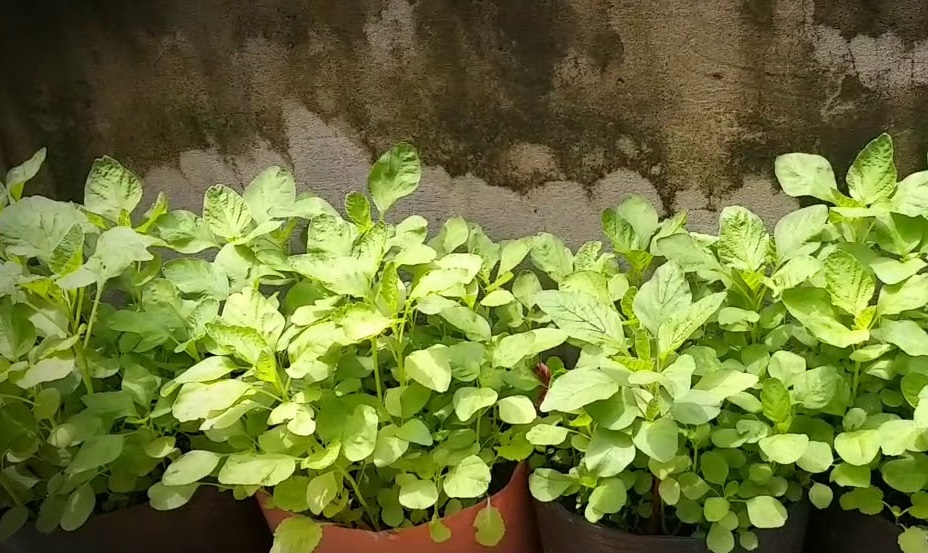 Hạt giống rau dền cơm 10gr