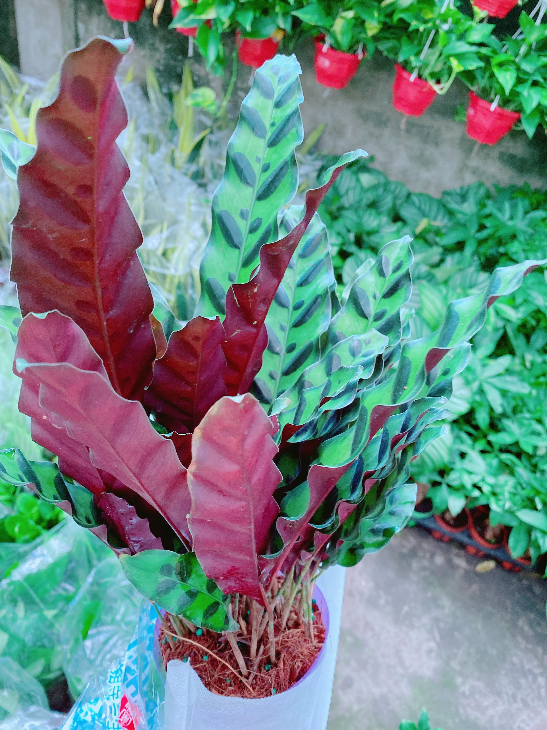 Cây Đuôi Công Xanh Sọc Đen Lá Nhỏ