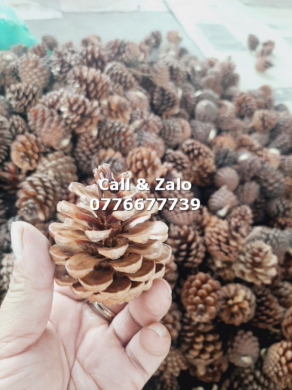 Set túi 15 Quả thông khô Đà Lạt decor handmade