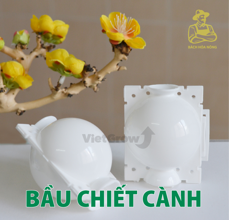 [HCM]Combo 3 Bầu chiết cành Croco - Size S (5cm), Màu Trắng