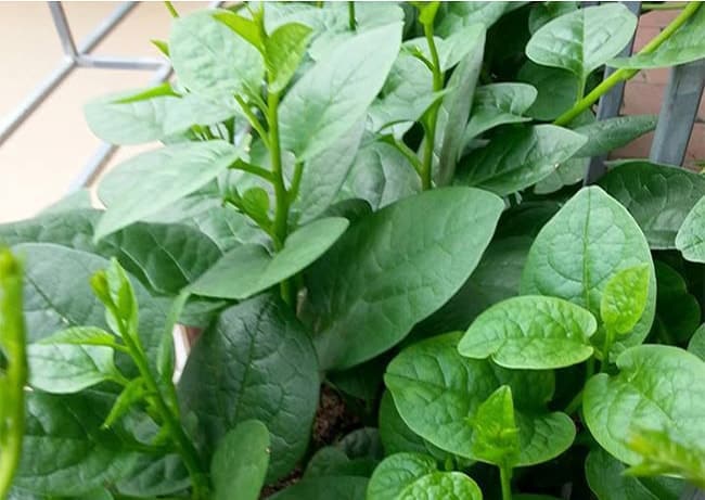 HẠT GIỐNG RAU MỒNG TƠI PN GÓI 20 GRAM