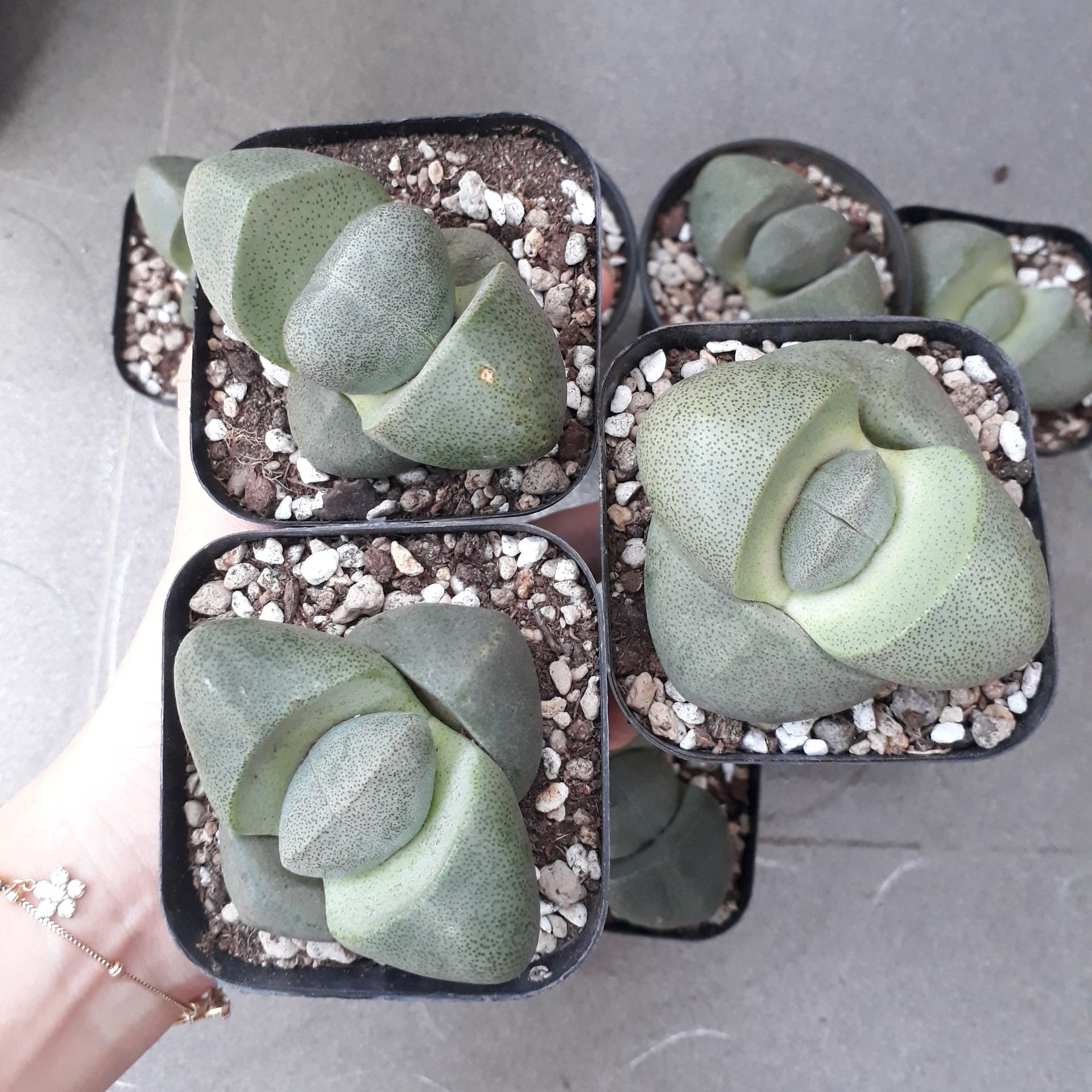 Sen Đá Hột Vịt Lộn Siêu To (Sen Mông/Lithops/Thạch Lan)