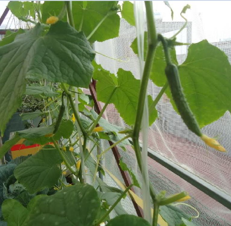 Hạt giống dưa chuột kiếm dài Nhật - ( 1 gói 10 hạt )