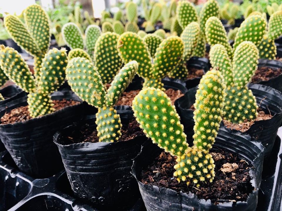 Chậu cây Xương Rồng Tai Thỏ
