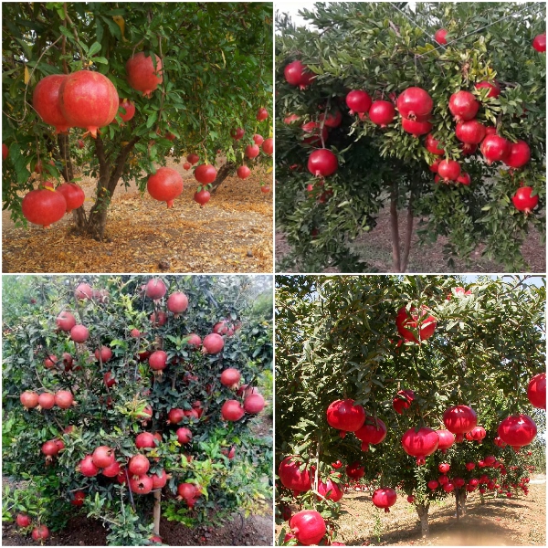 Cây giống lựu đỏ THÁI LAN- cây giống nhập khẩu
