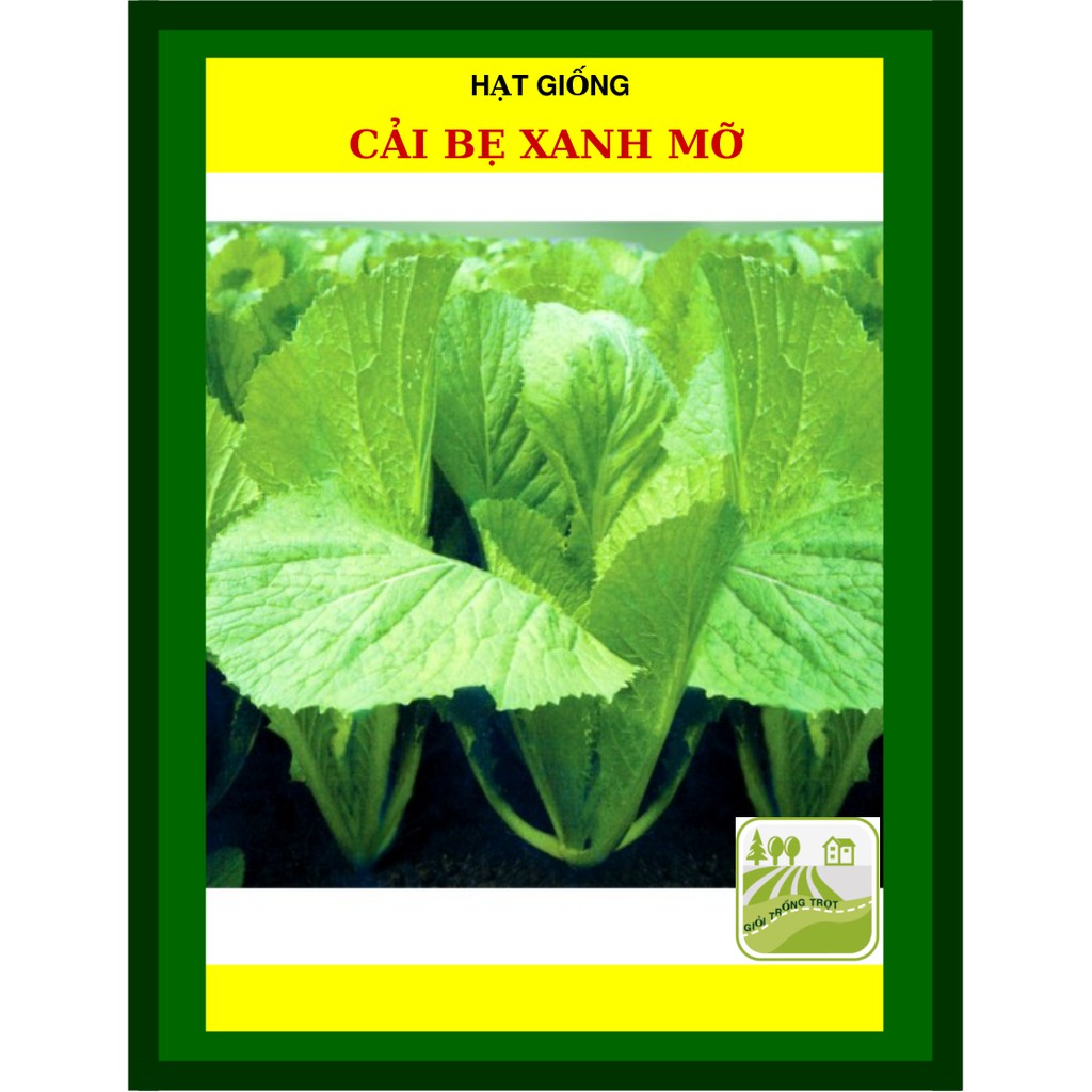 50G - Hạt Giống Cải Bẹ Xanh Mỡ