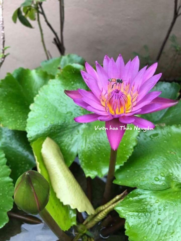 [RẺ VÔ ĐỊCH] Cây hoa súng Thái Lan màu hồng Đ-07
