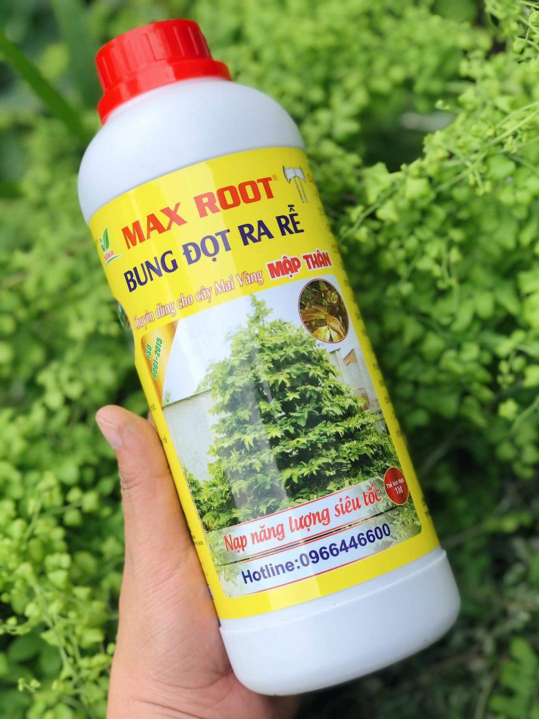 MAXROOT BUNG ĐỌT RA RỄ CHO MAI VÀNG