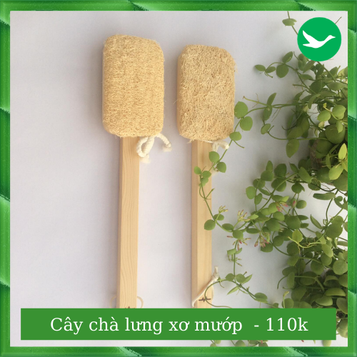 CÂY CHÀ LƯNG XƠ MƯỚP [ SẠCH LƯNG ] [ ĐÃ NGỨA ] [ MỊN DA ] [ NO PLASTIC ]