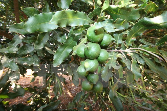 CÂY MACCA GIEO HẠT CHUẨN F1
