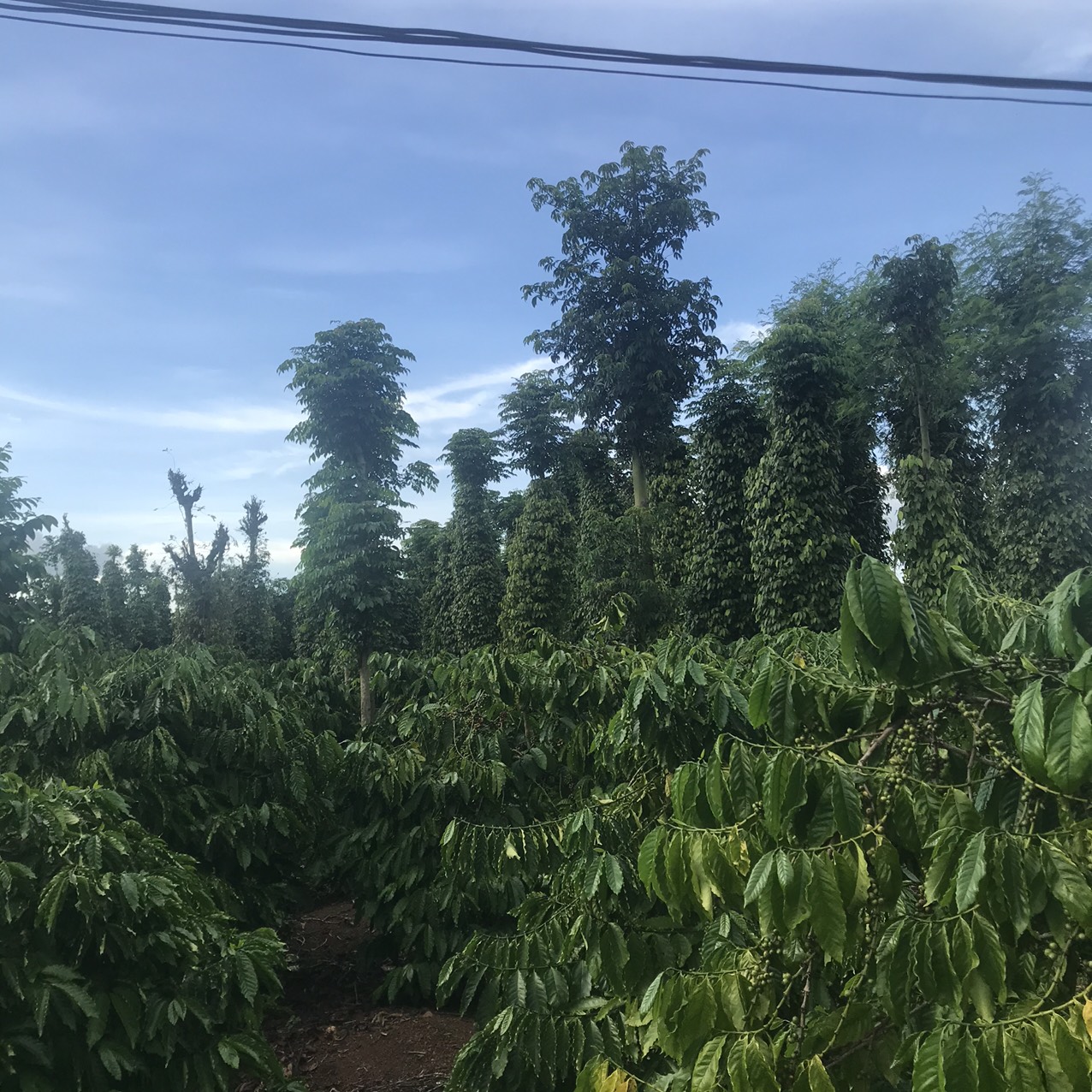 Sỉ 5kg cà phê rang nguyên hạt robusta Buôn ma Thuột