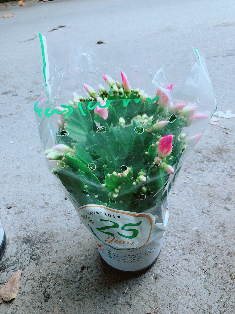 Bụi Hoa Quỳnh