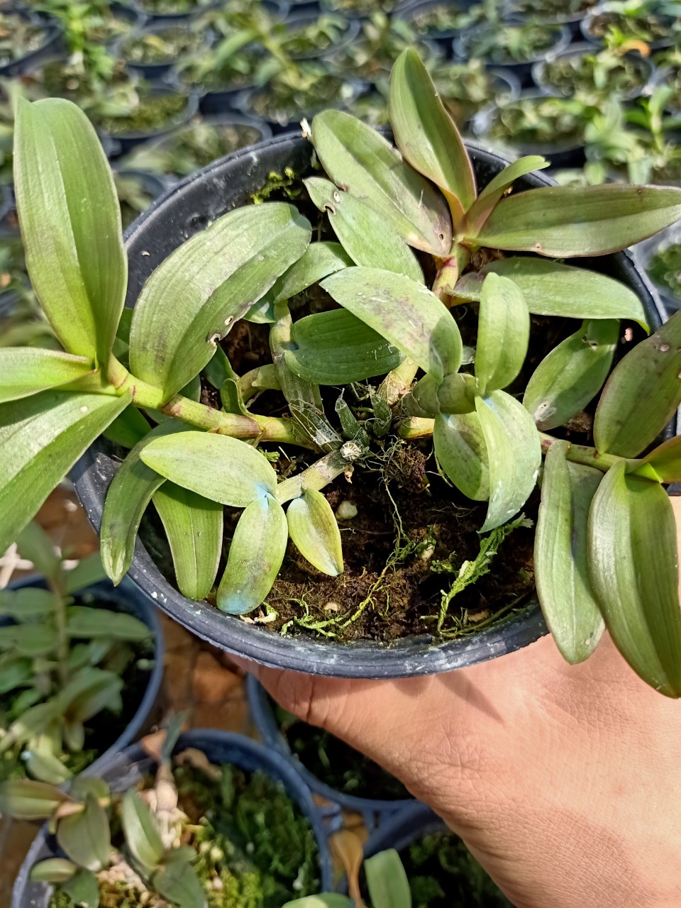 Phi Điệp Hồng Bích Quyết CÂY RA CHAI NĂM HAI