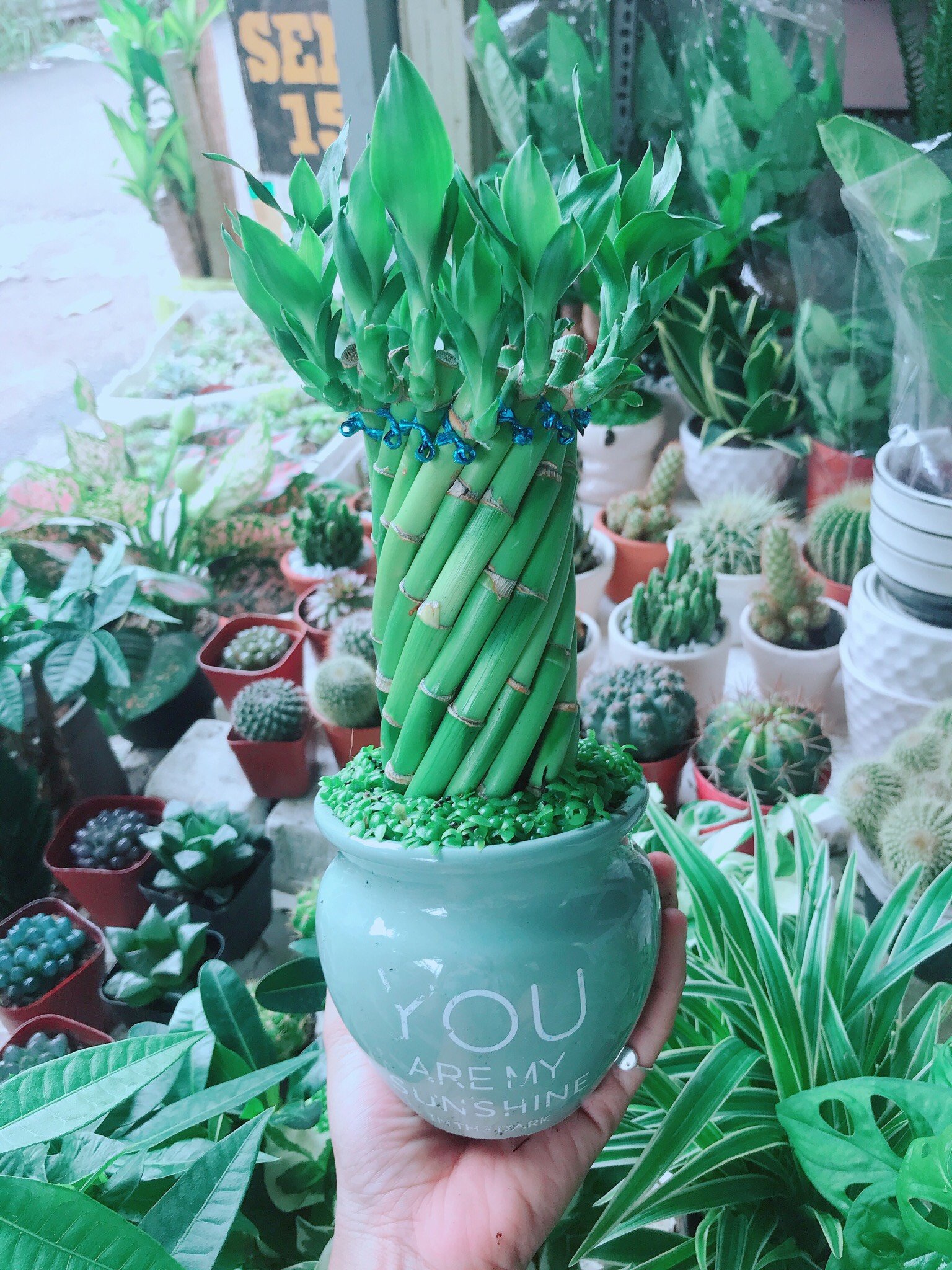 Cây Chúc Phát Tài