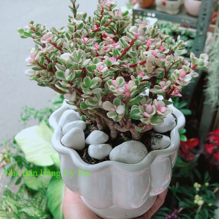 Chậu cây cành vàng lá ngọc