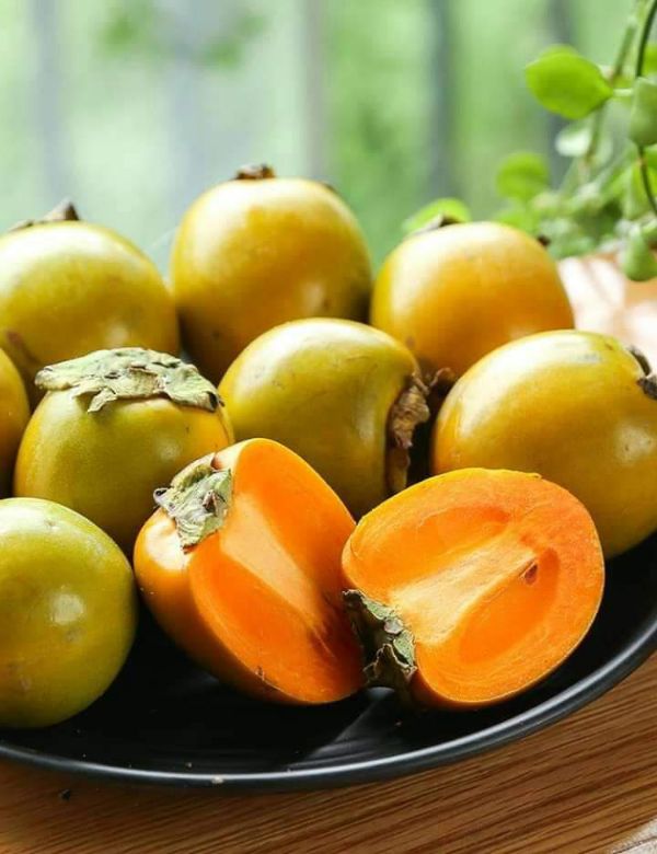 cây giống hồng giòn ngọt