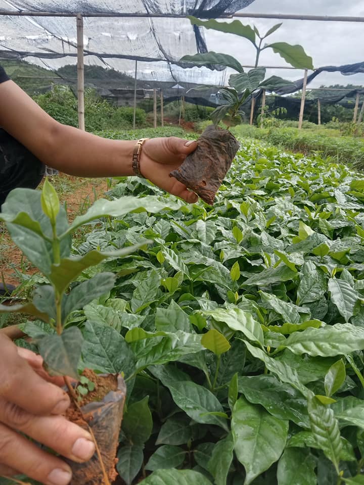 Cây cà phê giống cấy mô phù hợp mọi loại đất (cửa hàng cây giống f1)