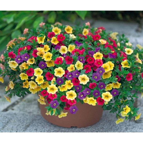 Hạt giống hoa triệu chuông mix màu - 1 gói 50 hạt