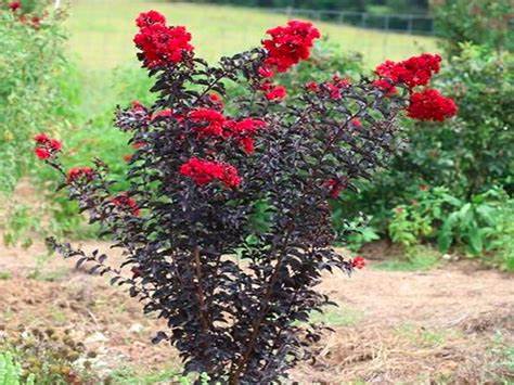 CÂY GIỐNG TƯỜNG VI LÁ XANH HOA ĐỎ ( CAY CAO 25-30CM)