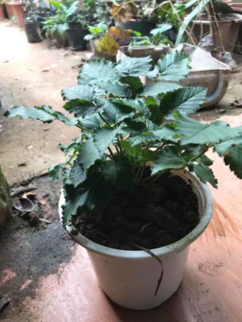 Cây Mâm Xôi Có 3 Màu: Đen, Đỏ và Vàng