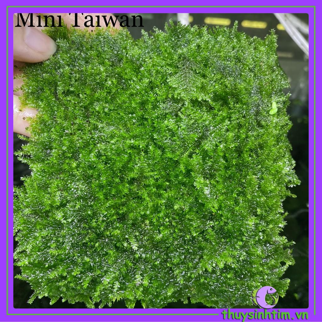 Vỉ Rêu Mini Taiwan - Gắn Lũa, Đá