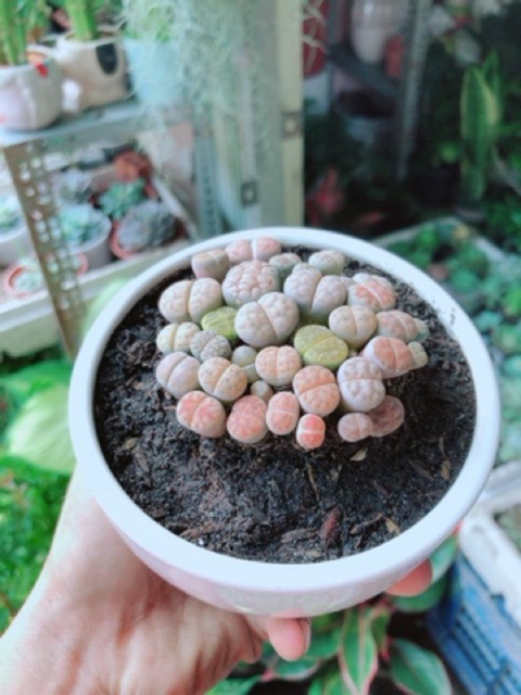 Chậu Cây Hoa Sỏi - Lipthop (Mông)