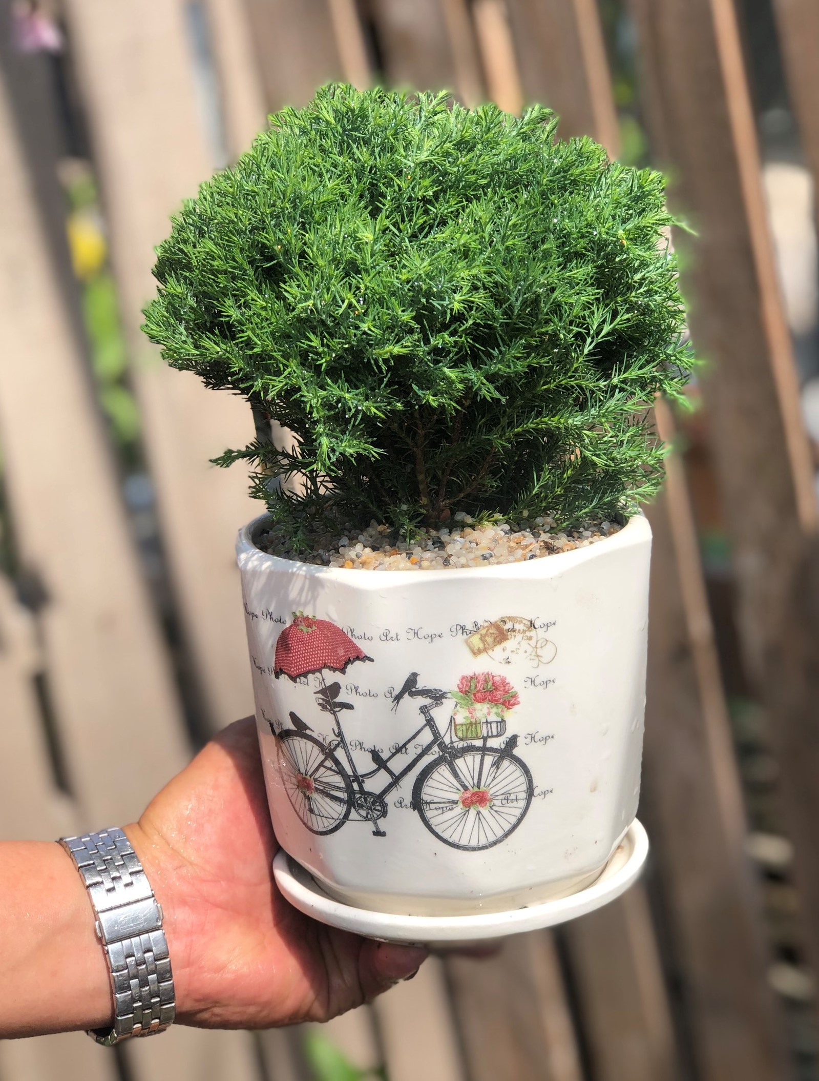 Chậu sứ Tùng Bồng Lai tán xoè