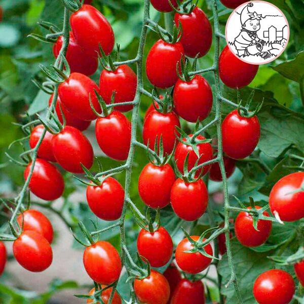 HẠT CÀ CHUA BI CHERRY ĐỎ F1 - GÓI 0,1 GRAM